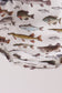Fish Smocked Bubble